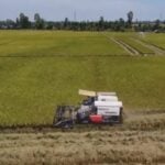 Climate Cultists Blame Global Warming on Rice