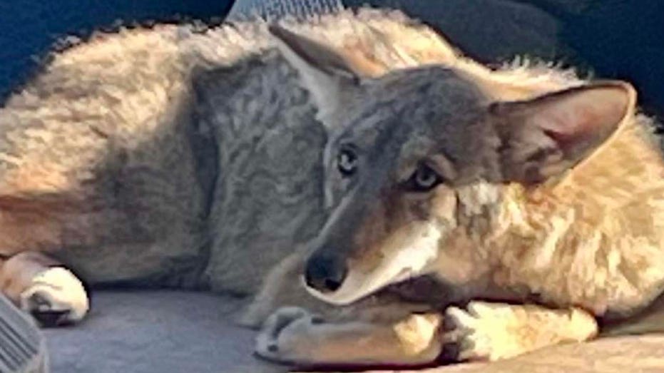 Texas park closed after 3 children attacked by coyote