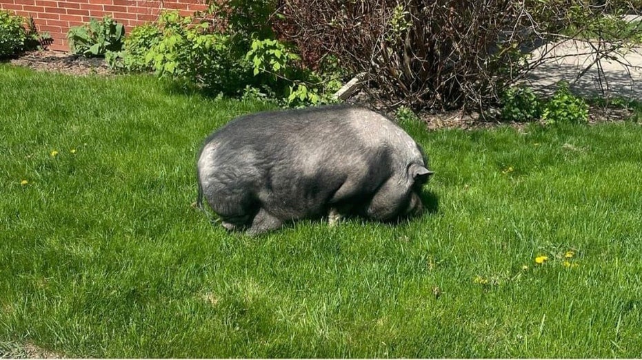 Wisconsin potbellied pig 'Albert' lured home with fruit snacks: 'Sweet and sticky treats'