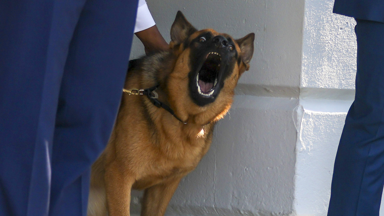 CNN: Biden’s Dog Has Attacked Secret Service Dozens Of Times During Presidency