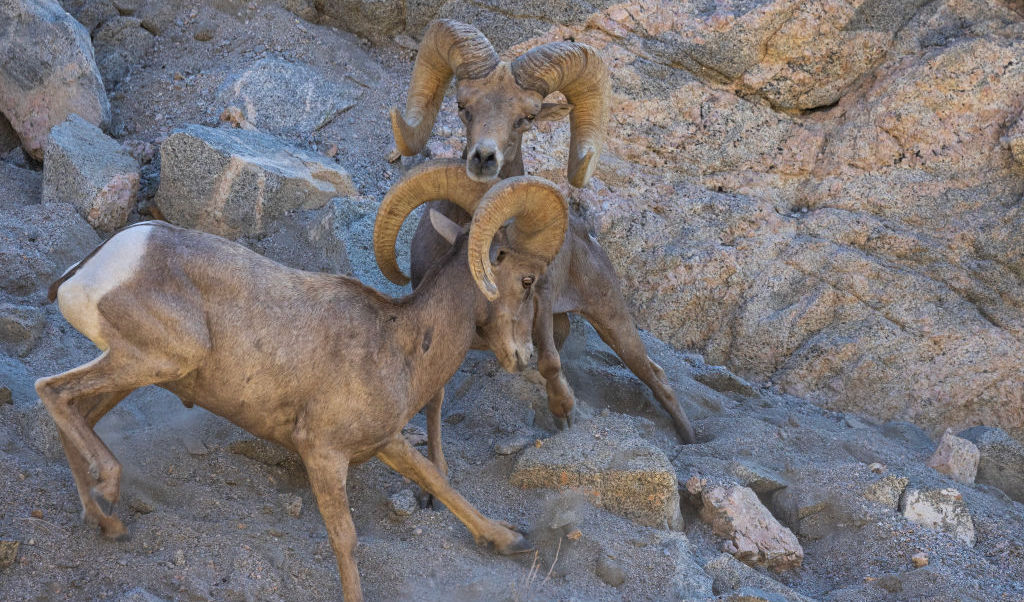 After 50 Years Of Endangered Species Act Conservation, The Results ‘Weren’t Great,’ Expert Says