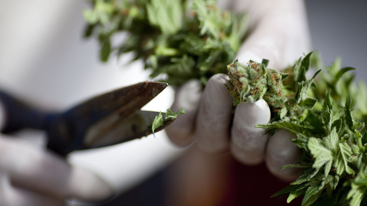 Five Texas Cities May Decriminalize Marijuana In Workaround To State Ban