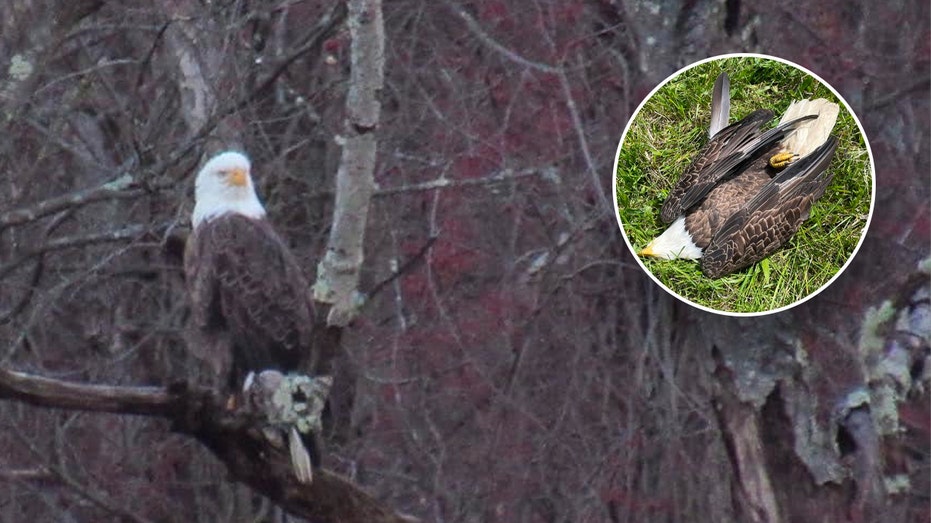 Pennsylvania bald eagle poaching suspect turns self in after shocking slay of neighborhood mascot