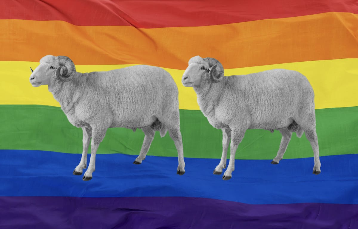 ‘I Wool Survive’: Garments Spun From ‘Gay Sheep’ Receive An NYC Fashion Debut
