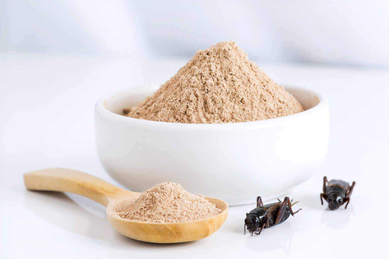 European Union Approves Cricket Powder As Component Of Flour-Based Foods Despite ‘Inconclusive’ Allergy Data