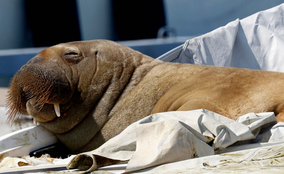 Johnny The Walrus Wins Float Contest, Judge Flips Out