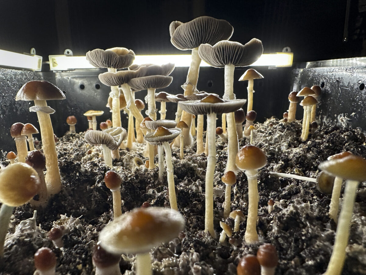 Massachusetts Ballot Proposal Seeks To Legalize Psychedelics