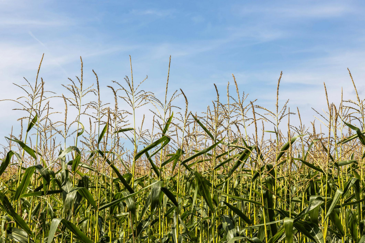 Chinese National Accused Of Smuggling E. Coli DNA Into United States