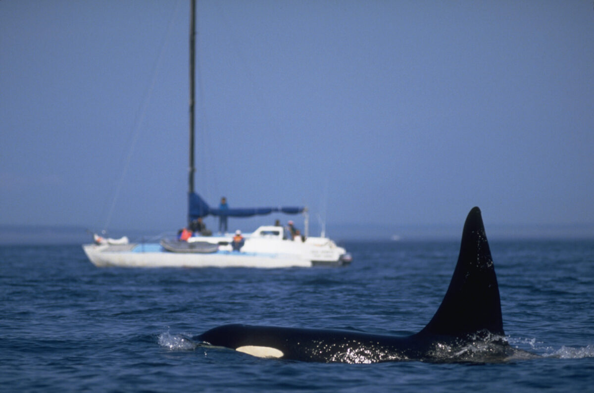 Killer Whale Rams Yacht Off Coast Of Scotland, Suggesting Aggressive Behavior Spreading