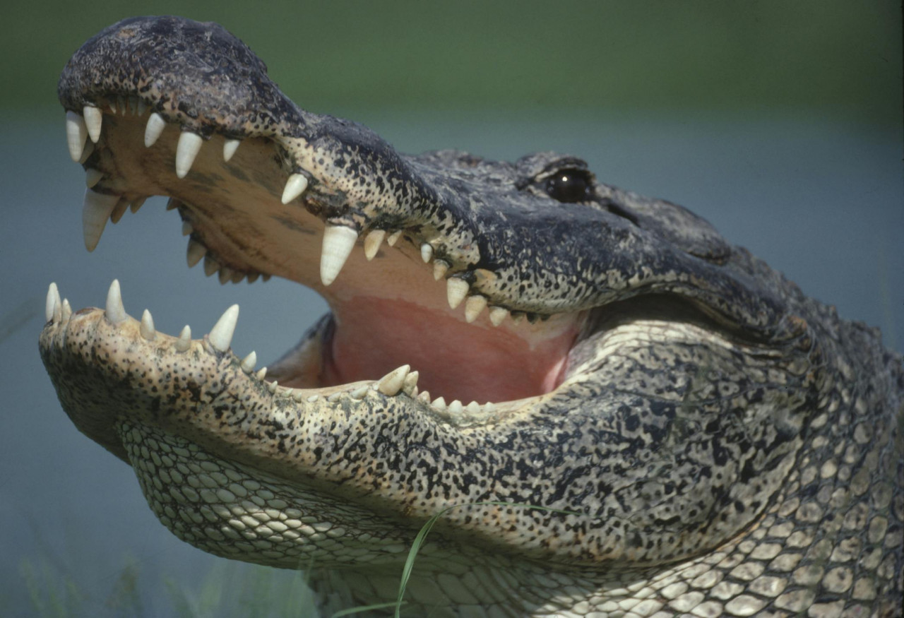 Florida Offers ‘Alligator Alcatraz’ To House Illegal Aliens