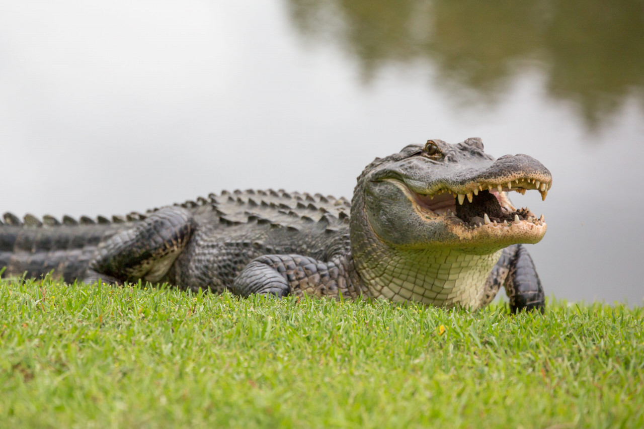 South Carolina Woman Killed In Apparent Alligator Attack