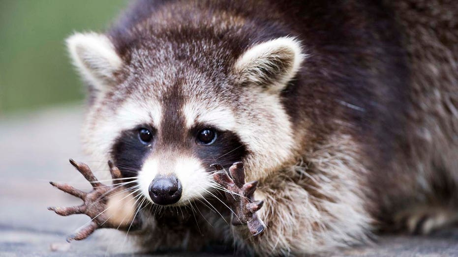 Maine woman brings raccoon to Petco for unconventional pet spa experience