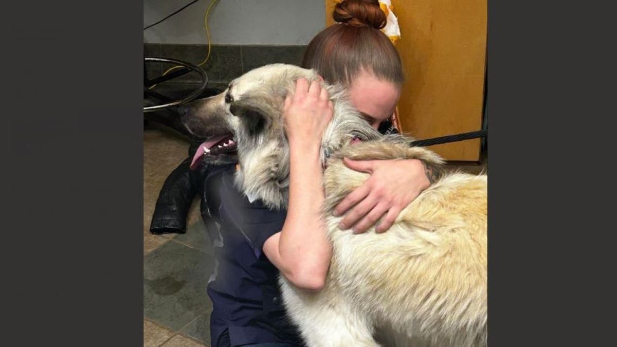 Animal shelter reunites dog with owner who abandoned her due to homelessness: 'Incredible update'