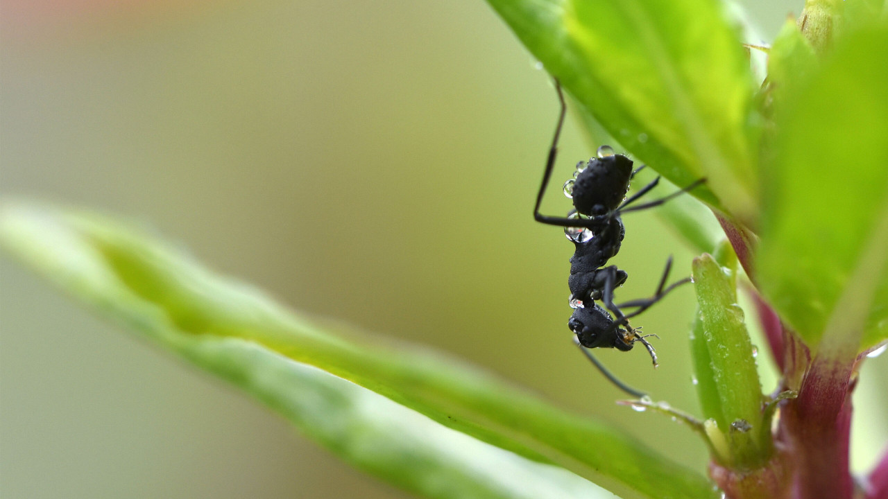 Terrifying Close Up Photograph Of An Ant’s Face Goes Viral