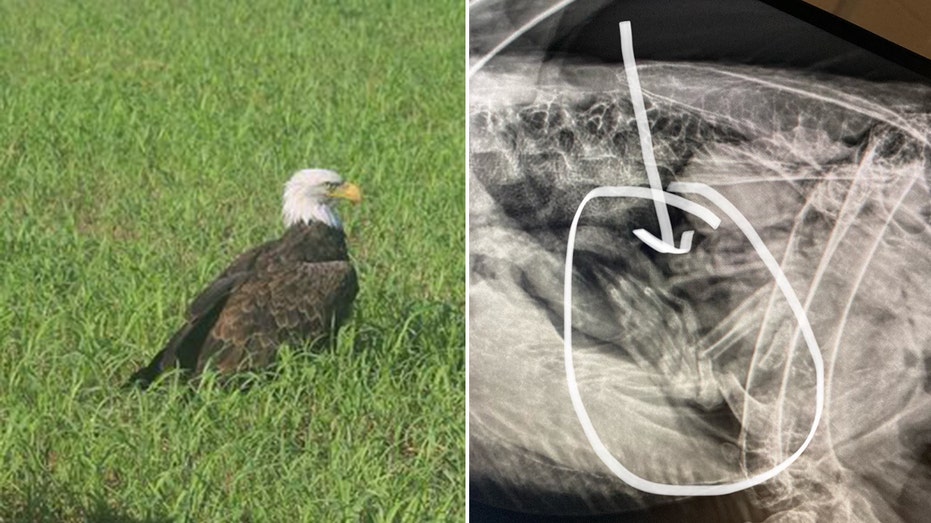 Bald eagle believed to be injured in Missouri was just ‘too fat to fly,’ wildlife officials say