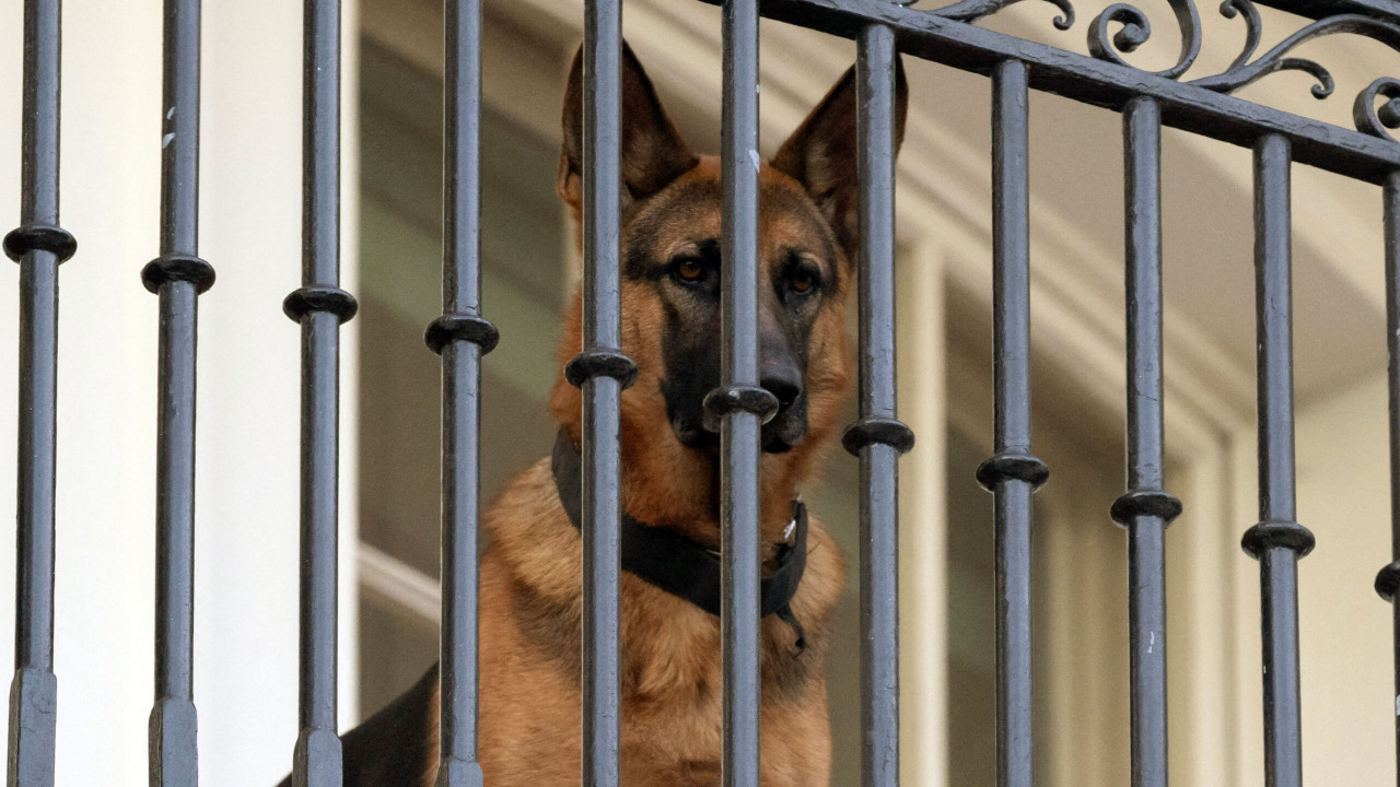 Biden’s Dog Booted From White House After Staff Subjected To More Attacks Than Previously Known