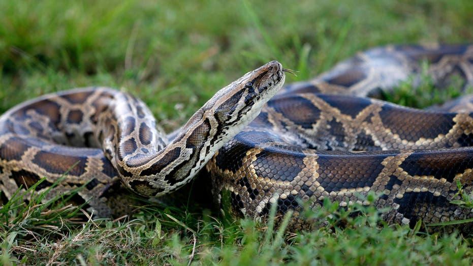 New York man who smuggled pythons into the US by hiding them in his pants sentenced to probation, fined $5k