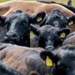 CREEPY: Texas Investigating Deaths of Six Cattle Found With Their Tounges Removed With No Blood Spilled