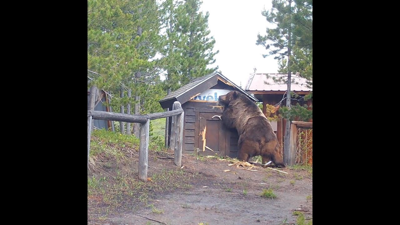 HORROR: Woman Found Dead in Montana Near Yellowstone National Park From Apparent Grizzly Bear Attack