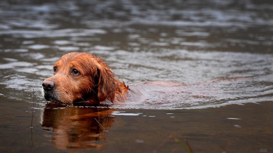 Potentially fatal dog parasite found in part of Colorado River for first time, having spread from other states