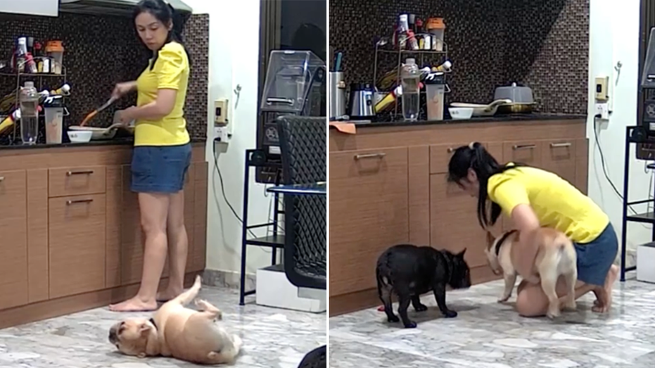 Shocking moment caught on video: Dog owner helps choking pet as doctor gives Heimlich tips