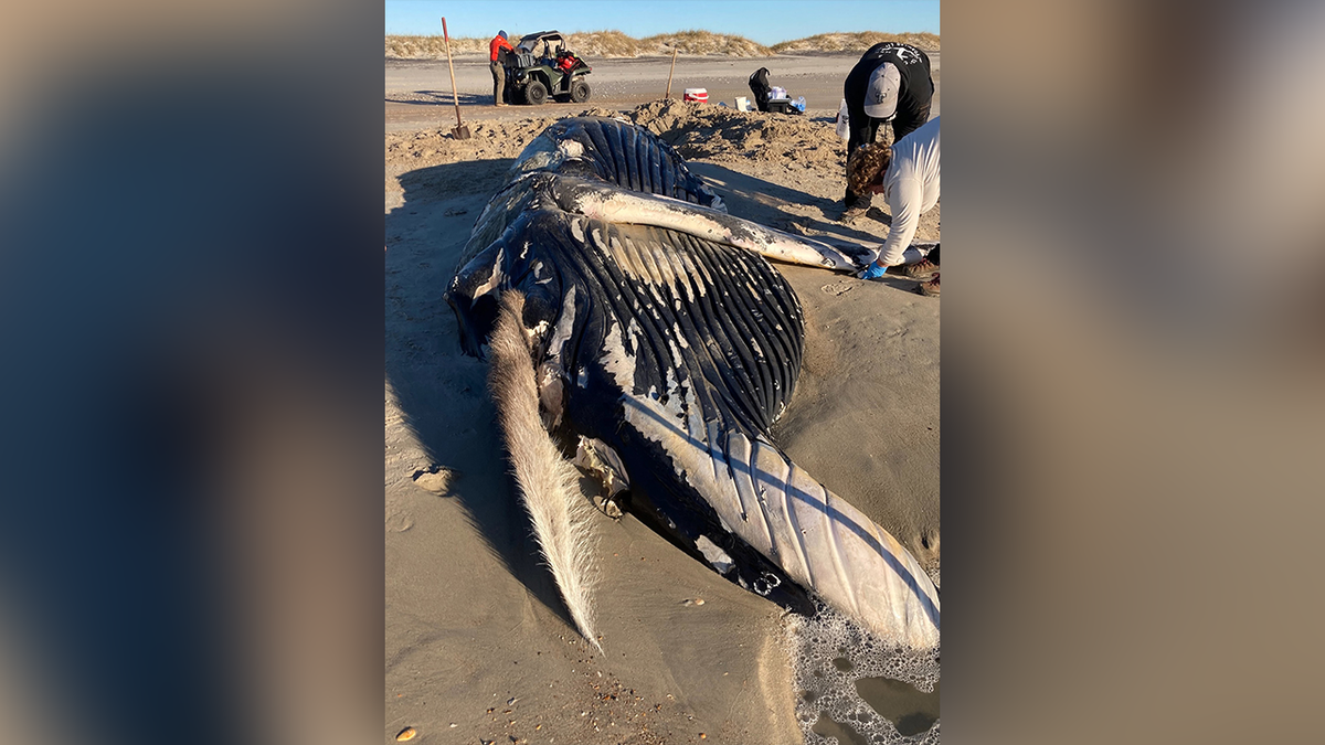 300-pound flipper from humpback whale found dead in North Carolina to be displayed at park