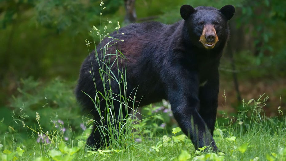 Pennsylvania bear attack left two young children injured: officials