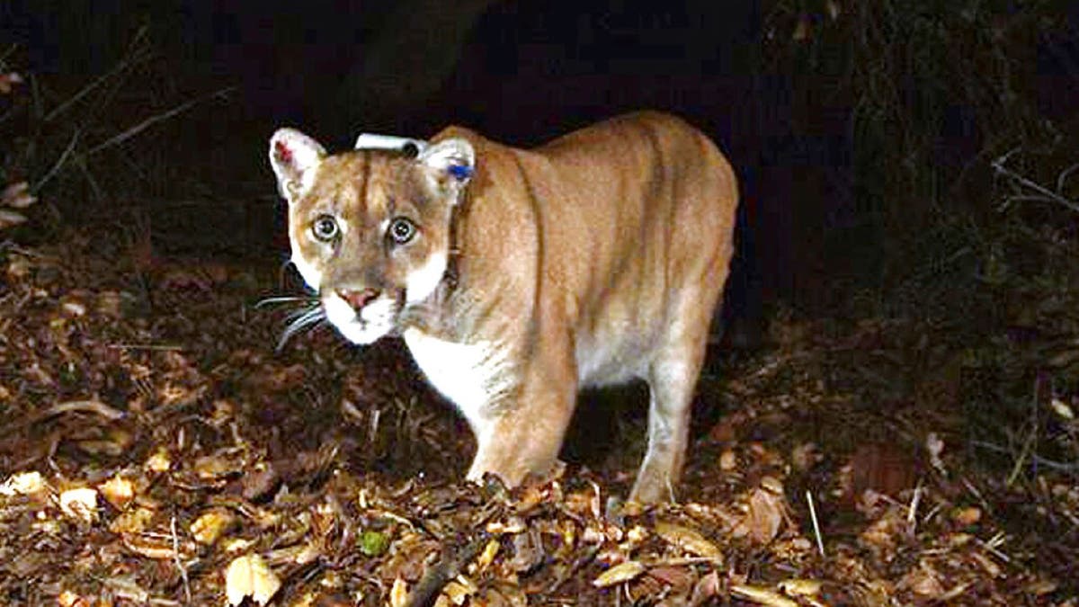 Los Angeles mountain lion nicknamed 'Hollywood Cat,' euthanized amid behavior changes, declining health