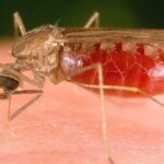 Biden’s Third World America: Maryland Reports “Locally Acquired” Case of Malaria In D.C. Suburbs; Third State This Year