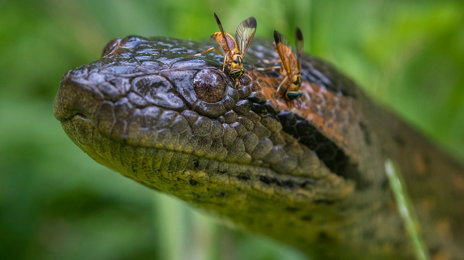 Snake discovery as explorers identify new species of anaconda that's the 'biggest of all'