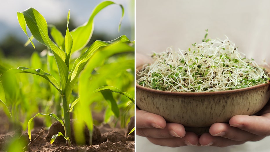 Bread with sprouted grains offers 'enhanced nutritional profile,' may be healthier way to enjoy carbs