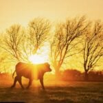7 Reasons to Stock Up on Long-Term Storage Premium Beef Right Away