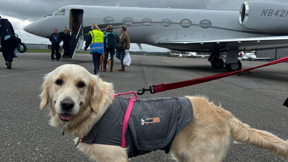 Dogs fly across Atlantic on private jet: Travel option was 'no brainer,' says owner