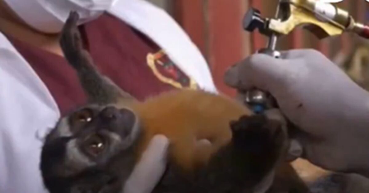 A veterinarian uses an airbrush to apply a medical procedure on a small monkey being held gently.